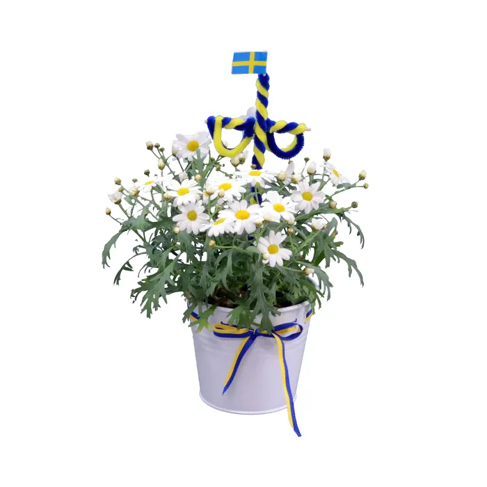 Arr Margerit Midsommar 12,5cm x10