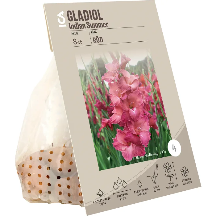 Gladiol Comedie röd ICA Garden