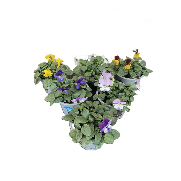 Pensé småblommig 10,5 cm