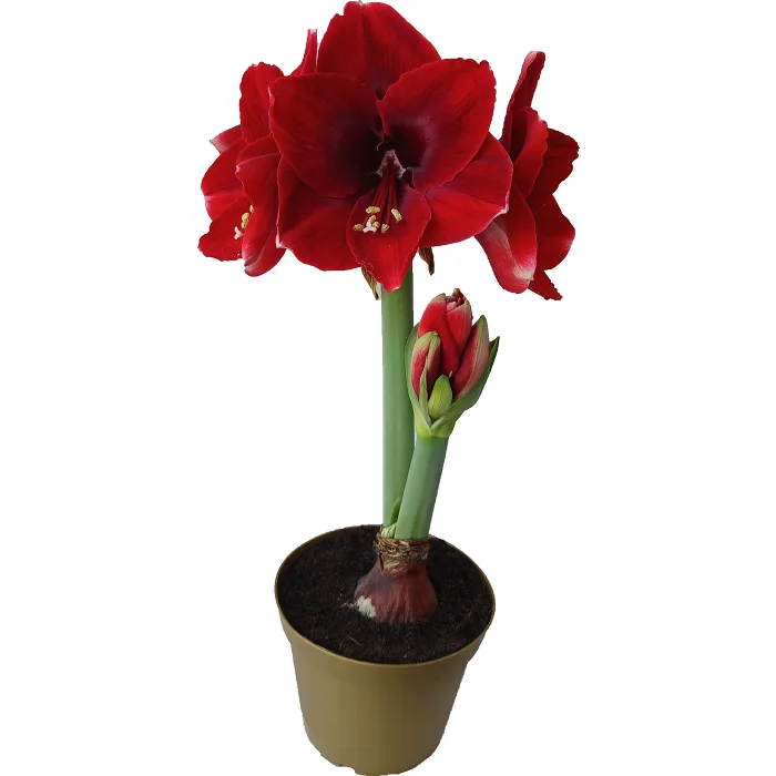 Amaryllis Jumbo
