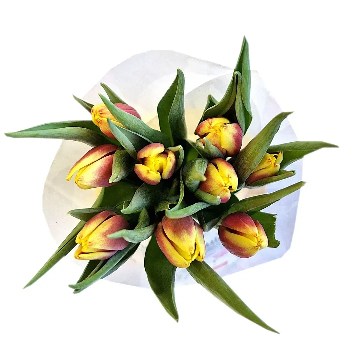 Tulpaner 9 pack 2 färgade