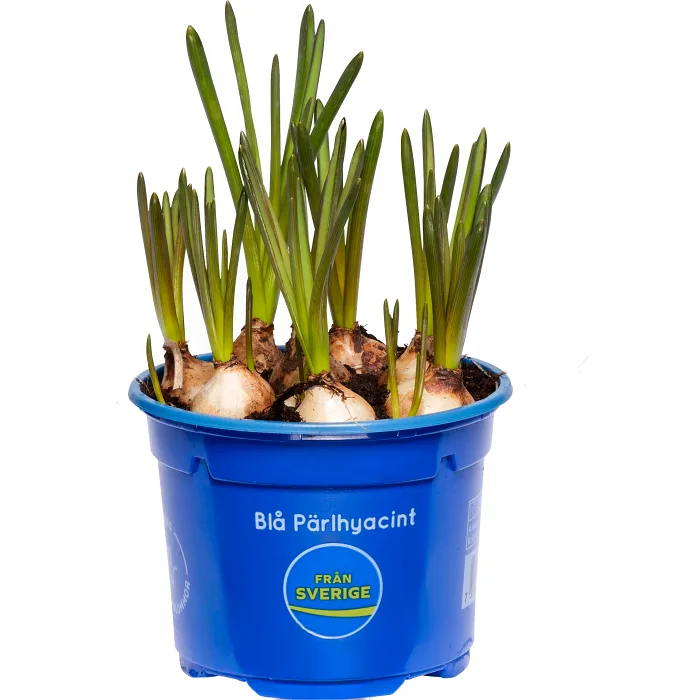 Pärlhyacint 10,5cm kruka blå  20 cm hög