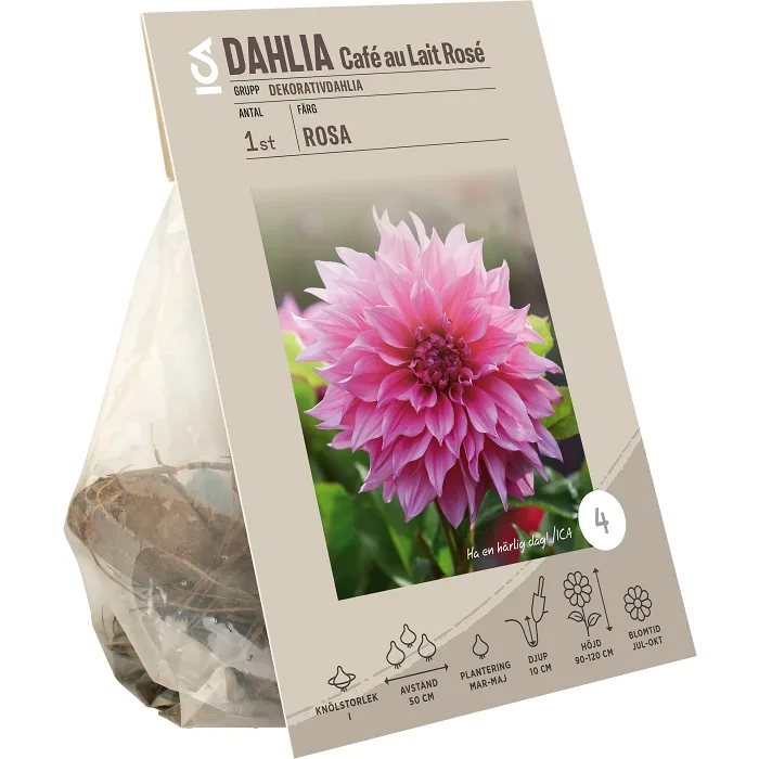 Dahlia Café Au Lait Rose ICA Garden