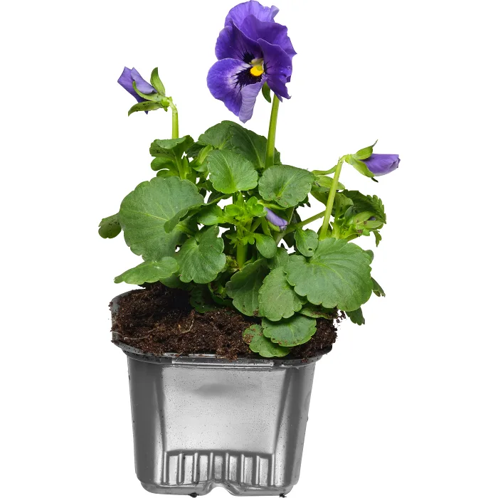 Pensé storblommig singel 8cm kruka varierande färger