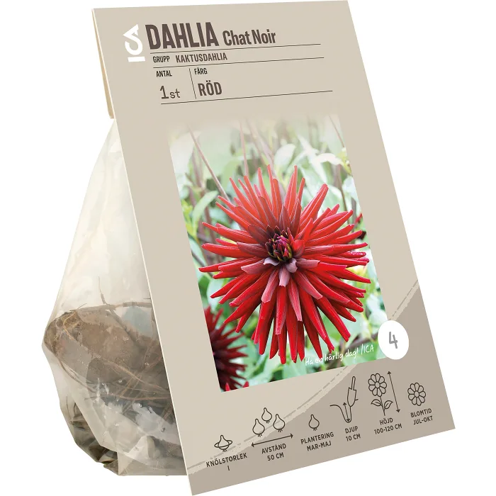 Dahlia Cactus Chat Noir röd ICA Garden
