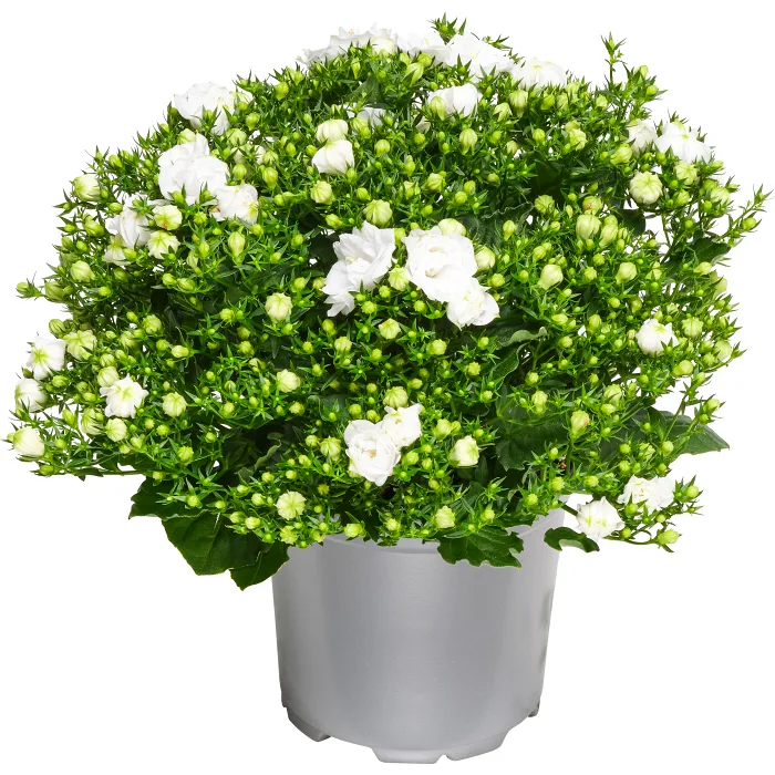 Campanula special 10,5cm