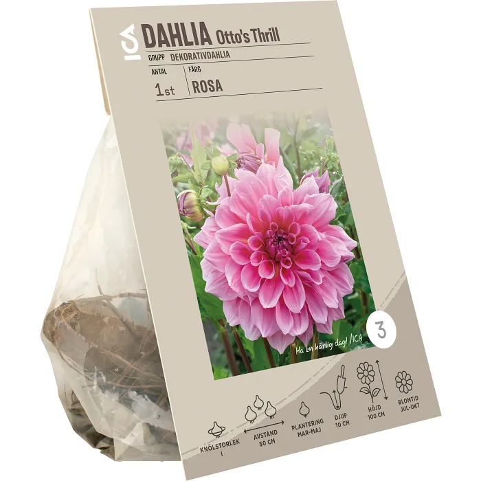 Dahlia Ottos Thrill rosa ICA Garden