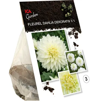 Dahlia Fleurel vit ICA Garden.