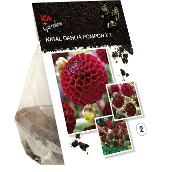 Dahlia Pompon Natal röd ICA Garden.