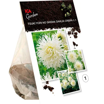 Dahlia crispa Tsuki Yori No Shisha ICA Garden.