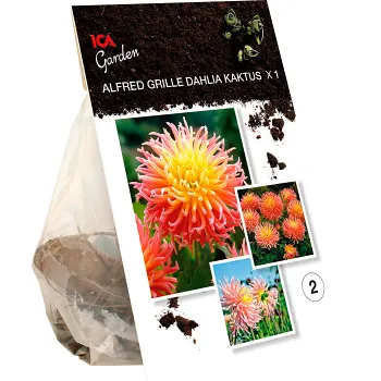 Dahlia cactus  Alfred Grille ICA Garden.