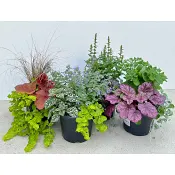 Sensommarmix 19 cm