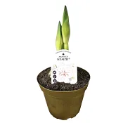 Amaryllis Jumbo ´Nymph´15cm