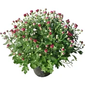 Bollkrysantemum 15cm kruka Höjd 35cm lila