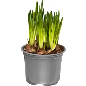 Pärlhyacint 10,5cm kruka vit 20 cm hög