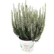 Ljung vit 11 cm ICA
