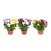 Krysantemum rainbow 12cm