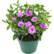 Hängpetunia dubbelblommande 12cm kruka Höjd 21cm lila