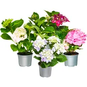 Hortensia 2-grenad 10,5cm kruka varierande färger