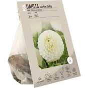 Dahlia Ice Ice Baby