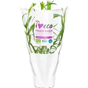 Fransk dragon Ekologisk 1-p KRAV Klass 1 ICA