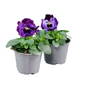 Pensé krusblommig 10,5cm