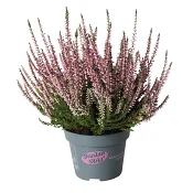 Ljung Calluna rosa 10,5 cm ICA