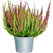 Ljung Calluna Twin 11cm kruka blandade färger i krukan
