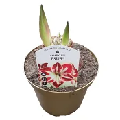 Amaryllis Jumbo 15cm randig