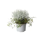 Mueca 12 cm