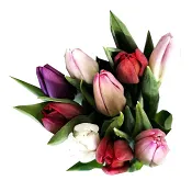 ICA Tulpaner 9 pack med blandade färger i buketten.