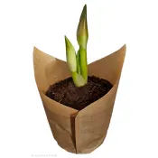 Amaryllis 13cm Burgundy