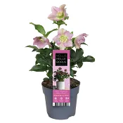 Julros rosa 12 cm
