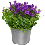 Campanula blå 10,5cm