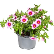 Hängpetunia småblommig 12cm kruka Höjd 21cm varierande färger