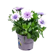 Stjärnöga Blue Steel 11cm