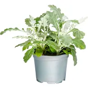 Silverek 12 cm
