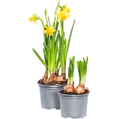 Påsklilja småblommig 10,5cm kruka 20 cm hög