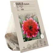 Dahlia park Darkarin Röd