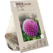 Dahlia Franz Kafka 125 Gram ICA Garden