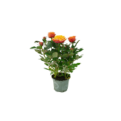 Krukros storblommig 10,5cm