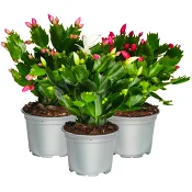 Novemberkaktus 12cm Rosa Bandet