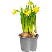 Påsklilja småblommig 12cm kruka gul