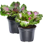 Prydnadskål 12cm kruka Höjd 17cm varierande färger