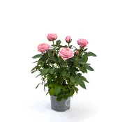 Ros i kruka storblommig