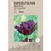 Papegojtulpan Black Parrot 6-p ICA Garden