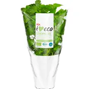 Citronmeliss Ekologisk 1-p KRAV Klass 1 ICA I
