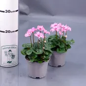 Cyklamen 'Illusia' 12cm