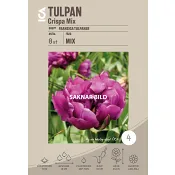 Tulpan Crispa Mix 8-p ICA Garden