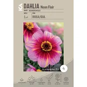 Dahlia Neon Flair 1-p ICA